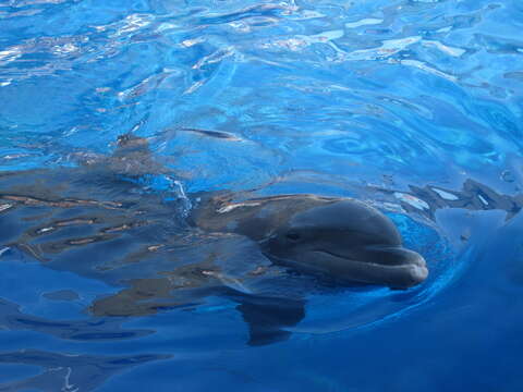 Image of Bottlenose Dolphin