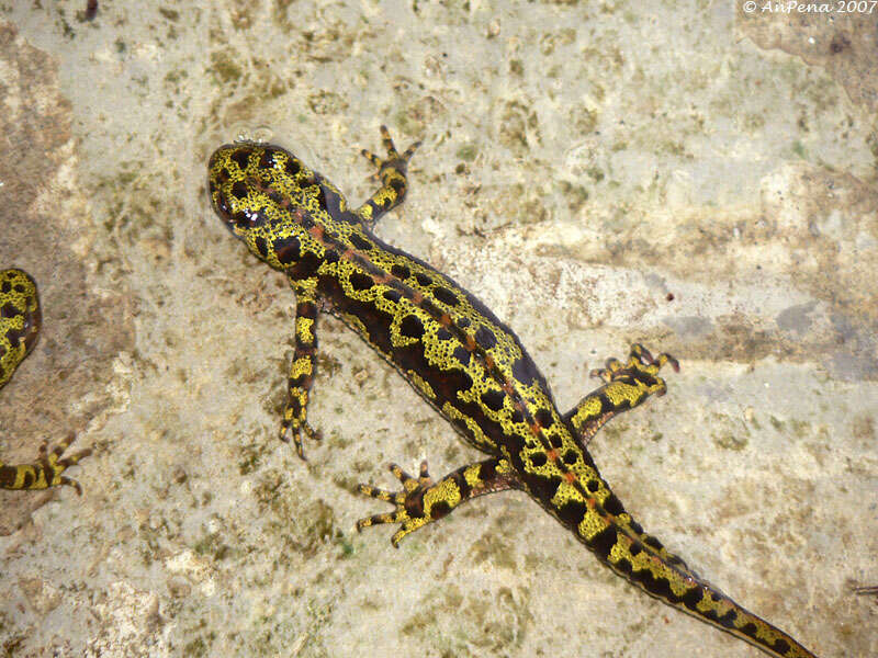 Image of Crested and marbled newts