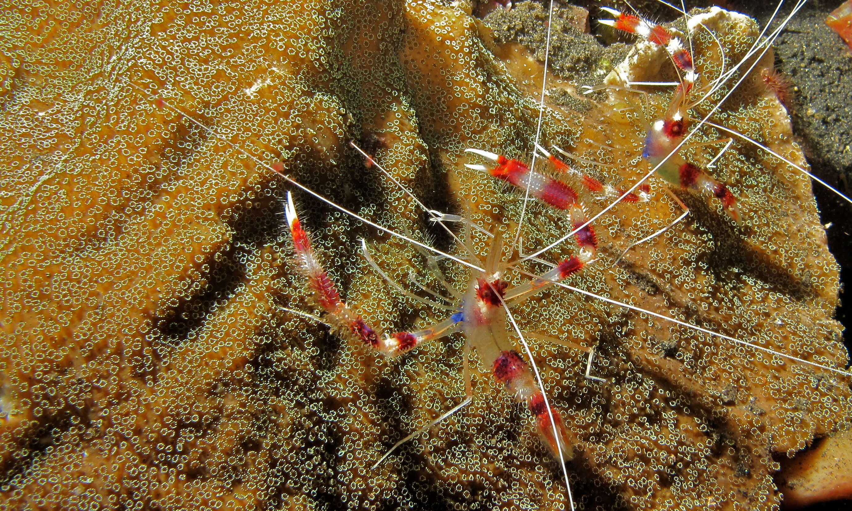 Image of coral shrimps