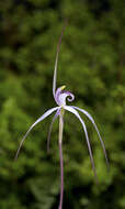 Caladenia saggicola D. L. Jones的圖片