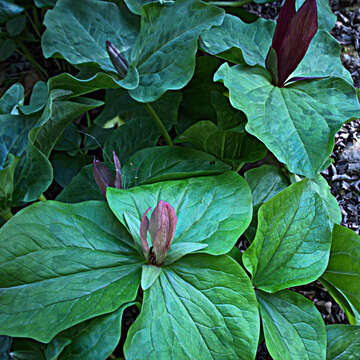 Trillium chloropetalum var. giganteum (Hook. & Arn.) Munz resmi