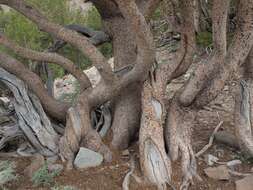 Image of whitebark pine