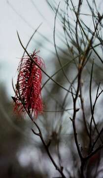 Imagem de Hakea bucculenta C. A. Gardner