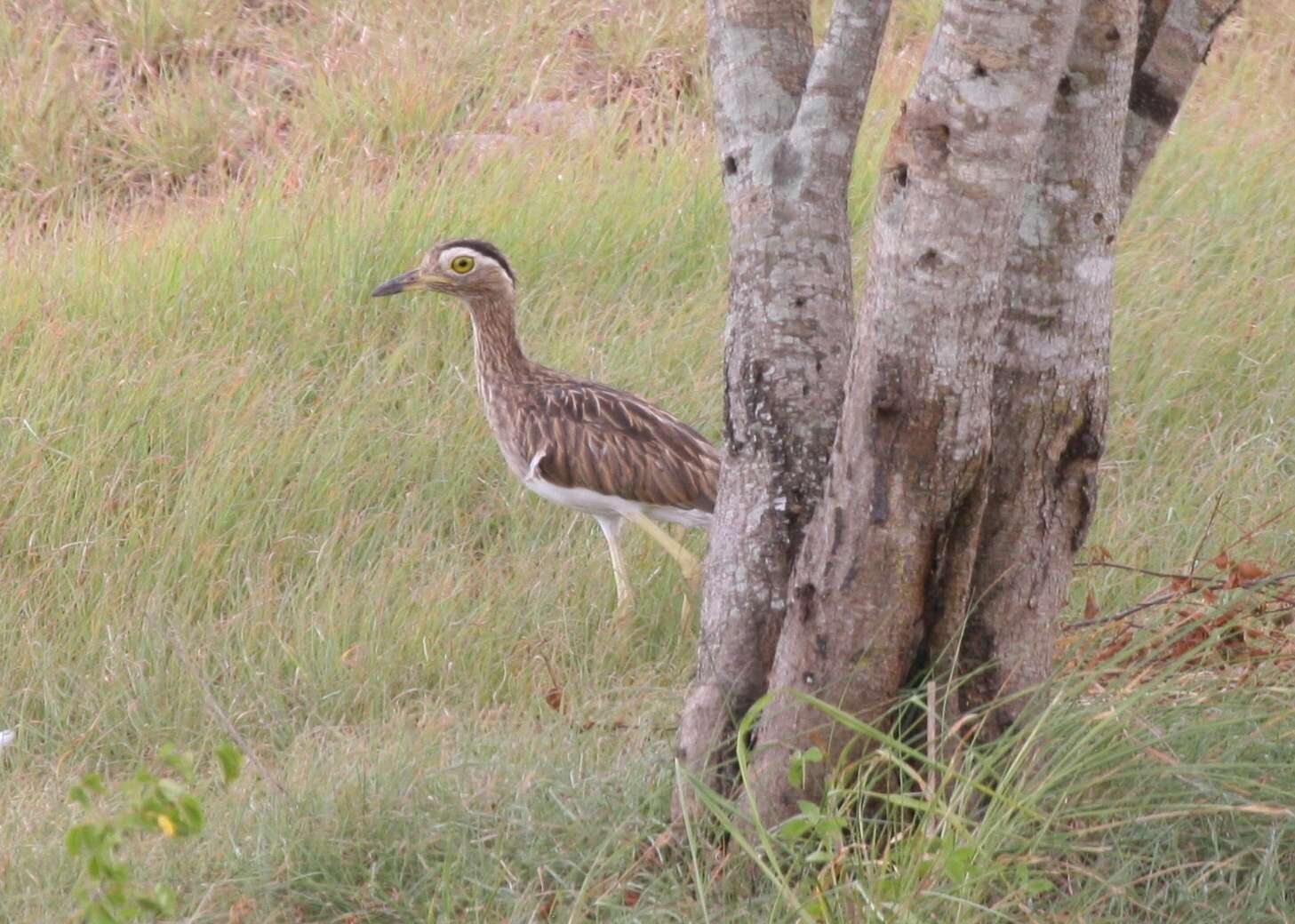 Image of stone-curlews