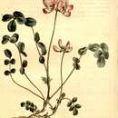 Image de Astragalus sinicus L.