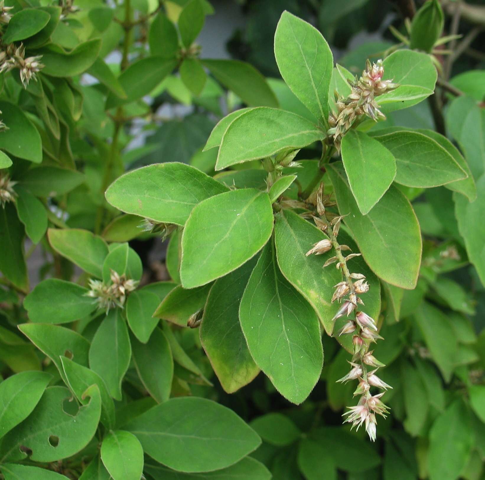 Image of chaff flower