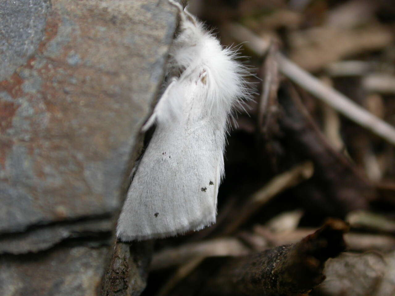 Image of Brown-tail