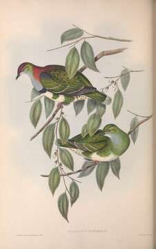 Image of Eastern Superb Fruit-dove