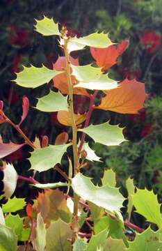 Imagem de Hakea cristata R. Br.