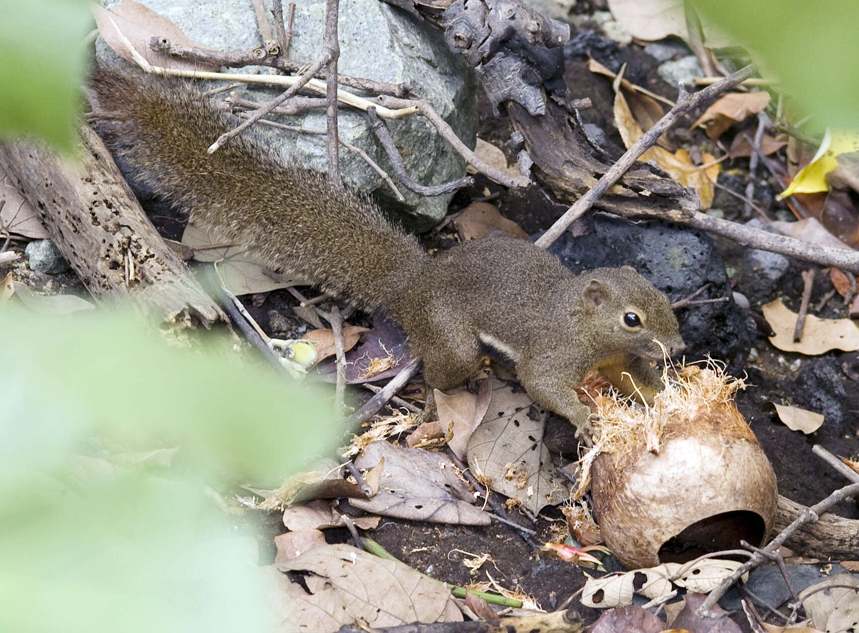 Image of Plantain Squirrel