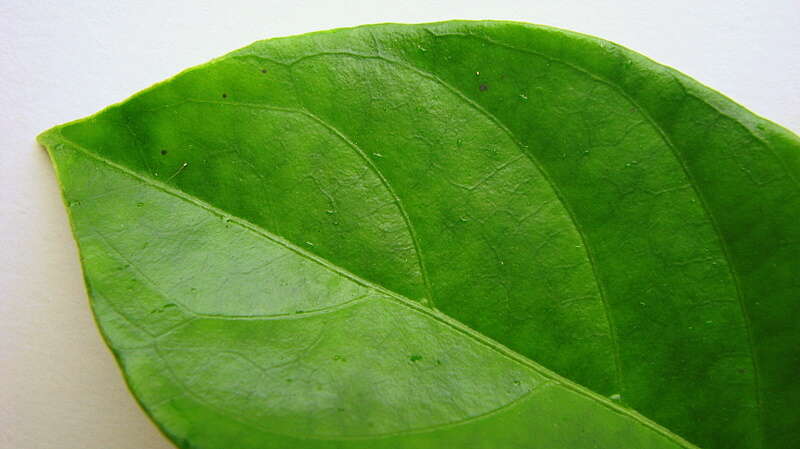 Psychotria mapourioides DC.的圖片