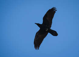 Image of Corvus Linnaeus 1758