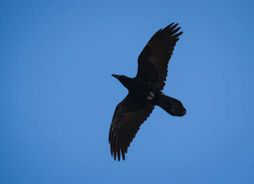 Image of Northern Raven