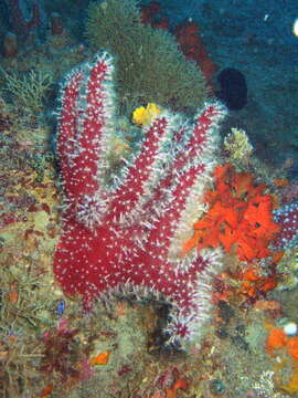 Image of Alcyoniidae Lamouroux 1812