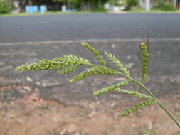 Image of cockspur grass