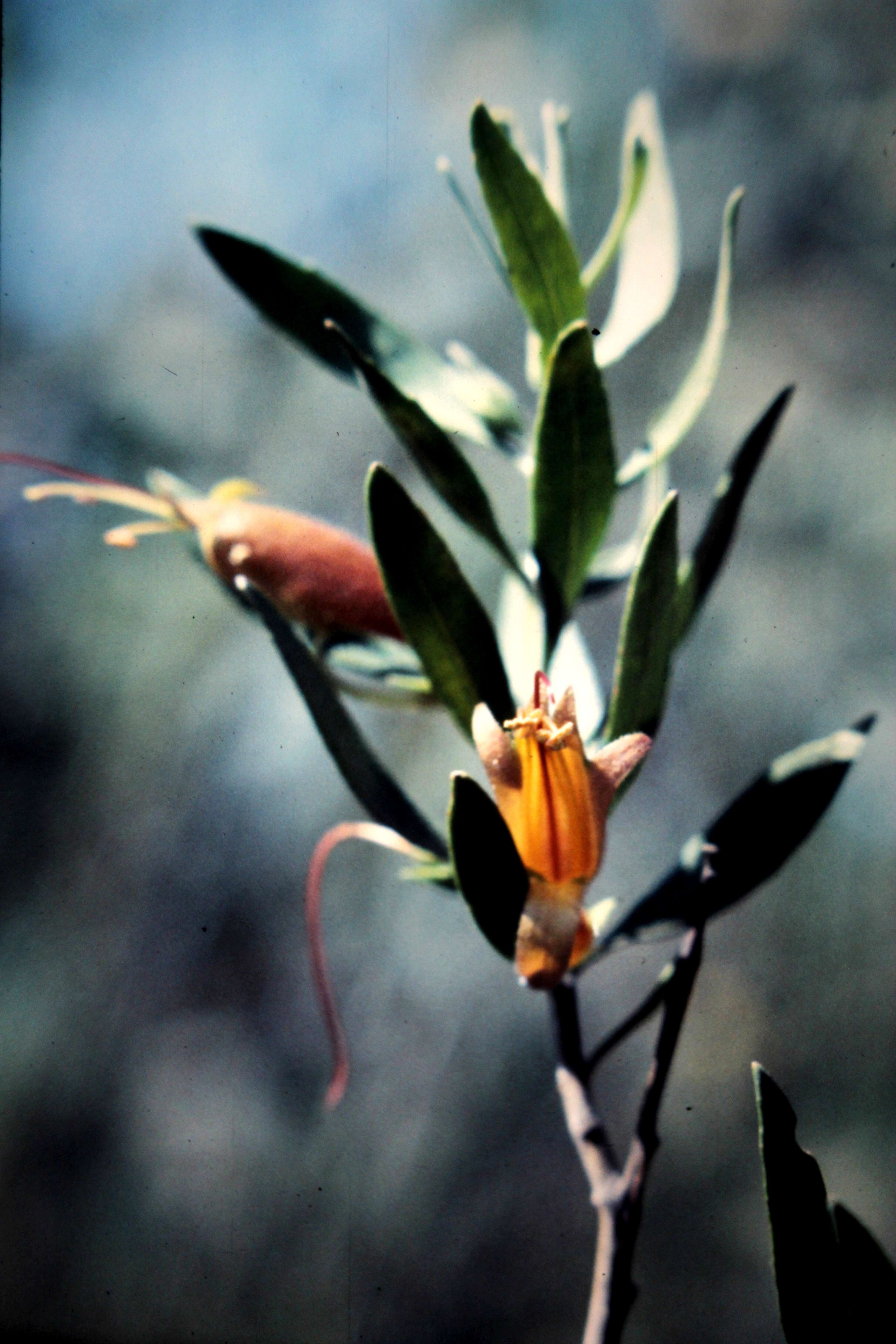 Слика од Eremophila glabra (R. Br.) Ostenf.