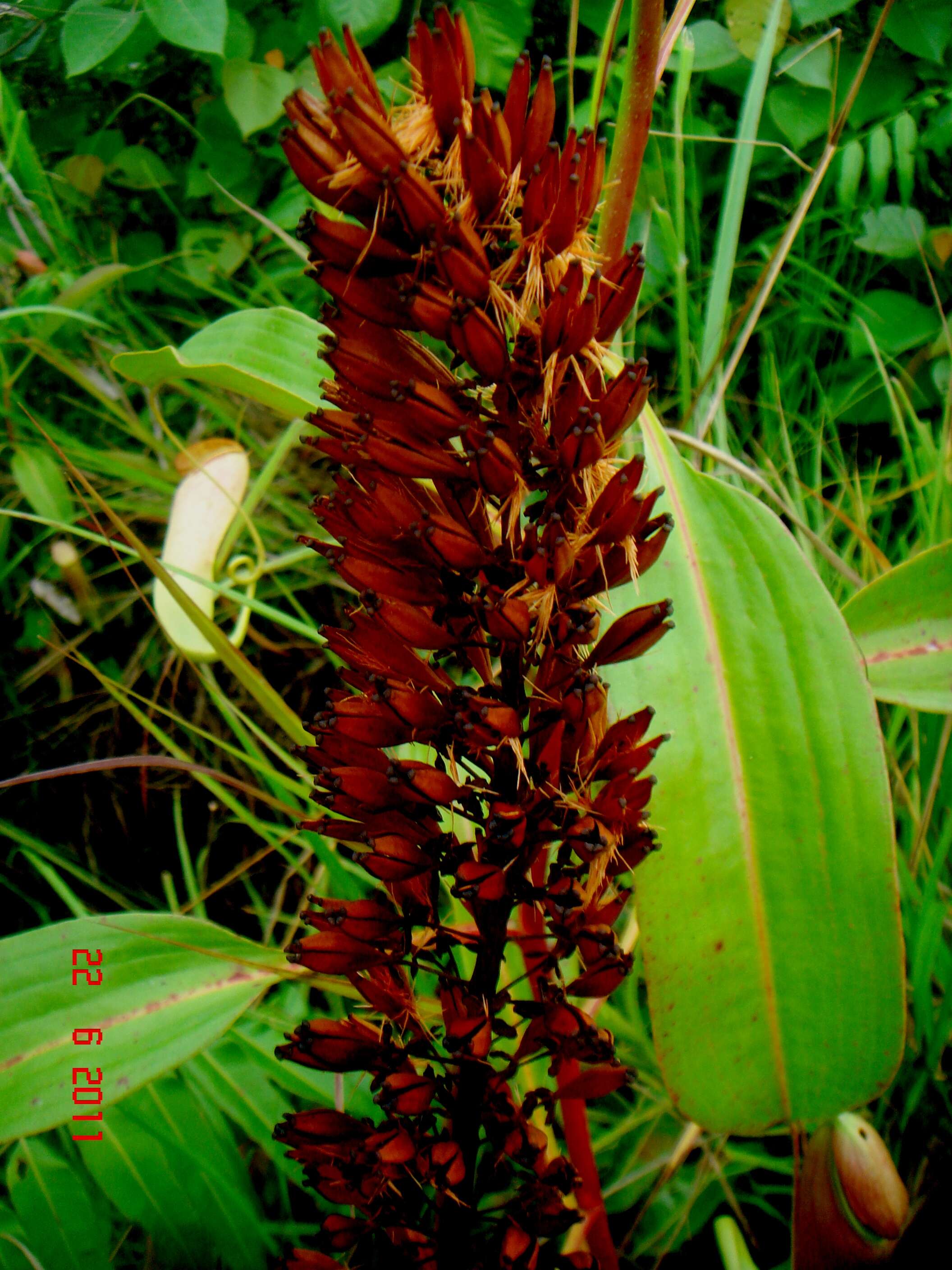 Image of slender pitcher plant