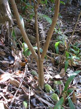 Imagem de Bidens asymmetrica (H. Lév.) Sherff