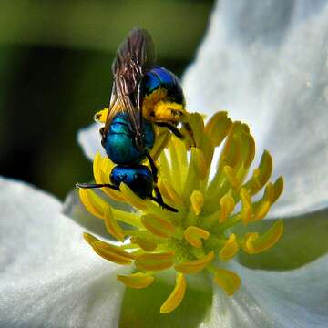 Image of Halictidae