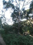 Image of manna gum