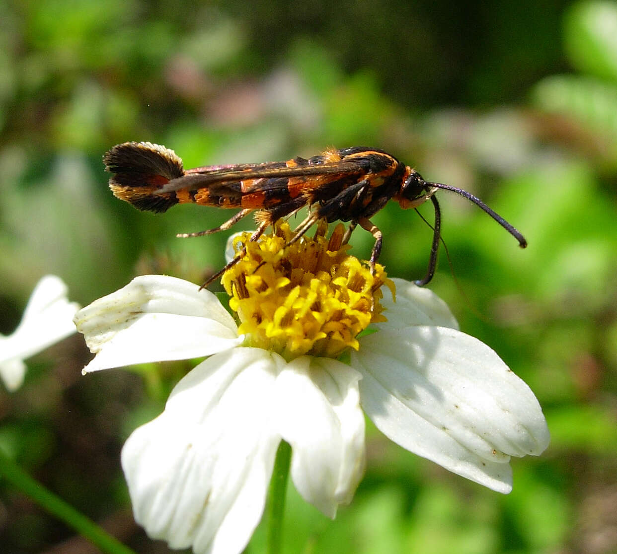 Image of Texana Clearwing Moth