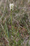 Image of Stackhousia