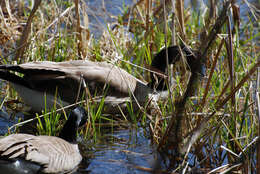 Image of Hawaiian goose