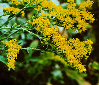 Image of California goldenrod