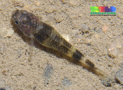 صورة Brachygobius kabiliensis Inger 1958