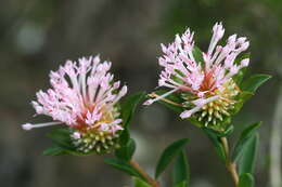 Image of Pimelea rosea R. Br.