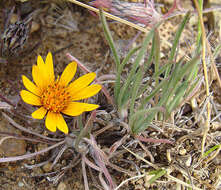 Image of Chaetanthera chilensis (Willd.) DC.