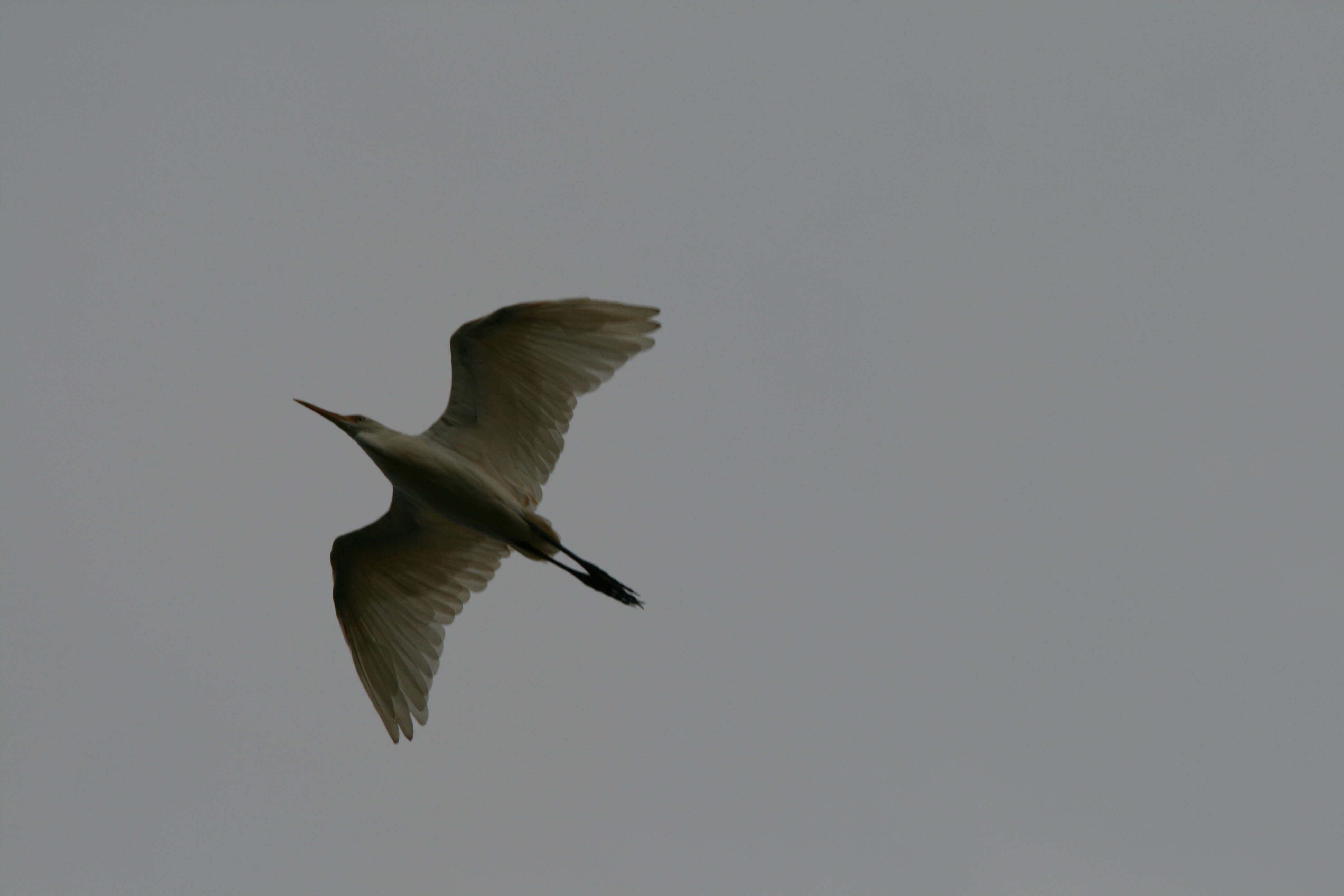 Image of Great Egret