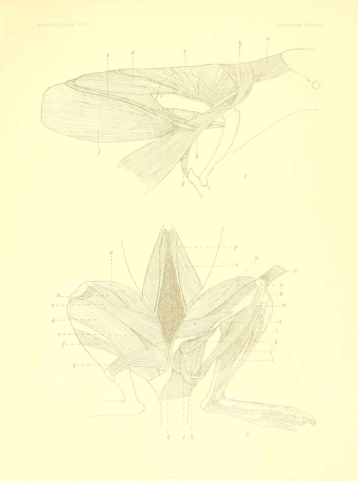 Image of Laurasiatheria