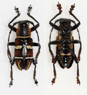 Image of Pseudaprophata puncticornis negrosiana Hüdepohl 1987