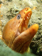 Image of Yellow moray