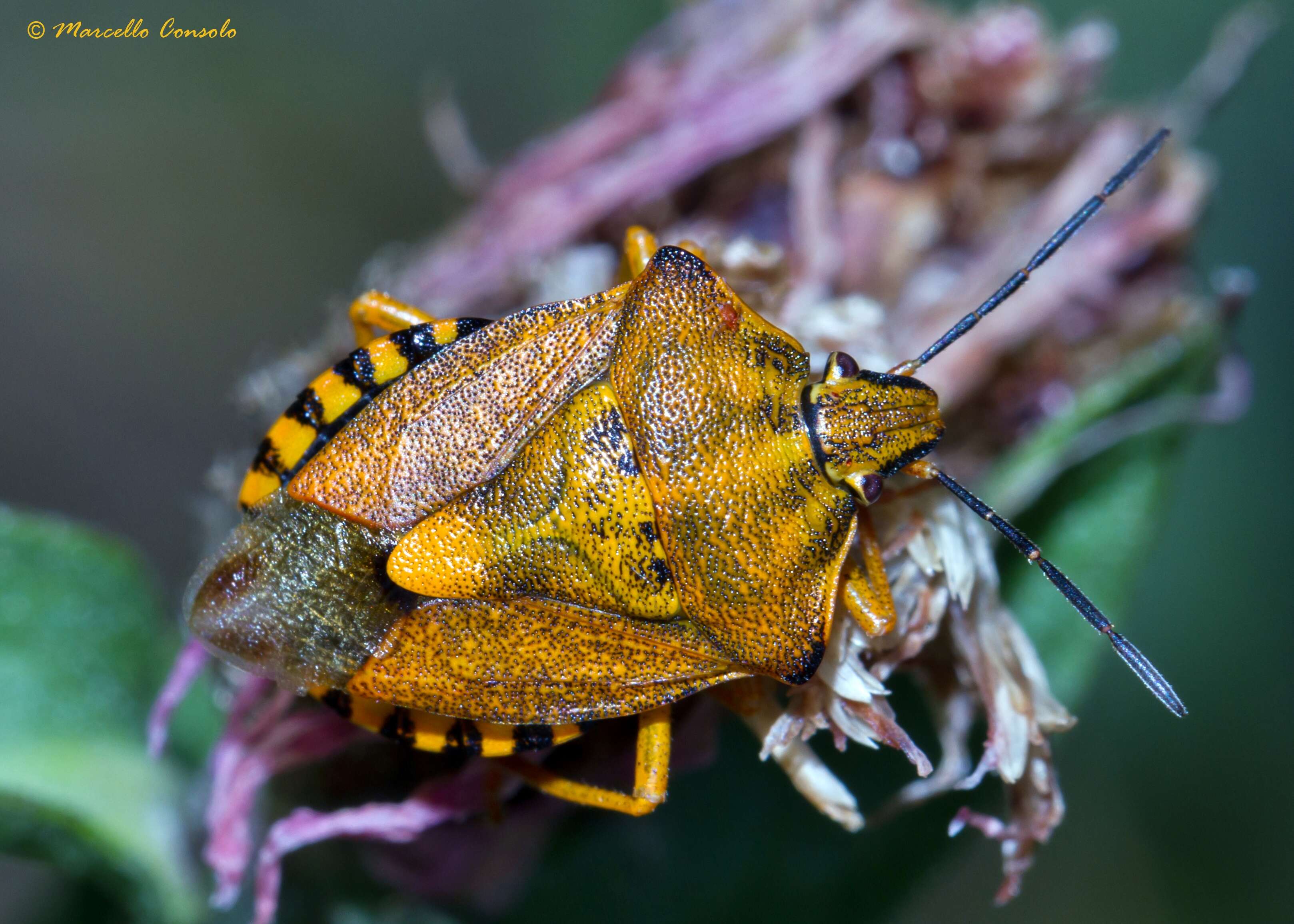 Image of Carpocoris