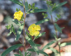 Image of Florida scrub frostweed