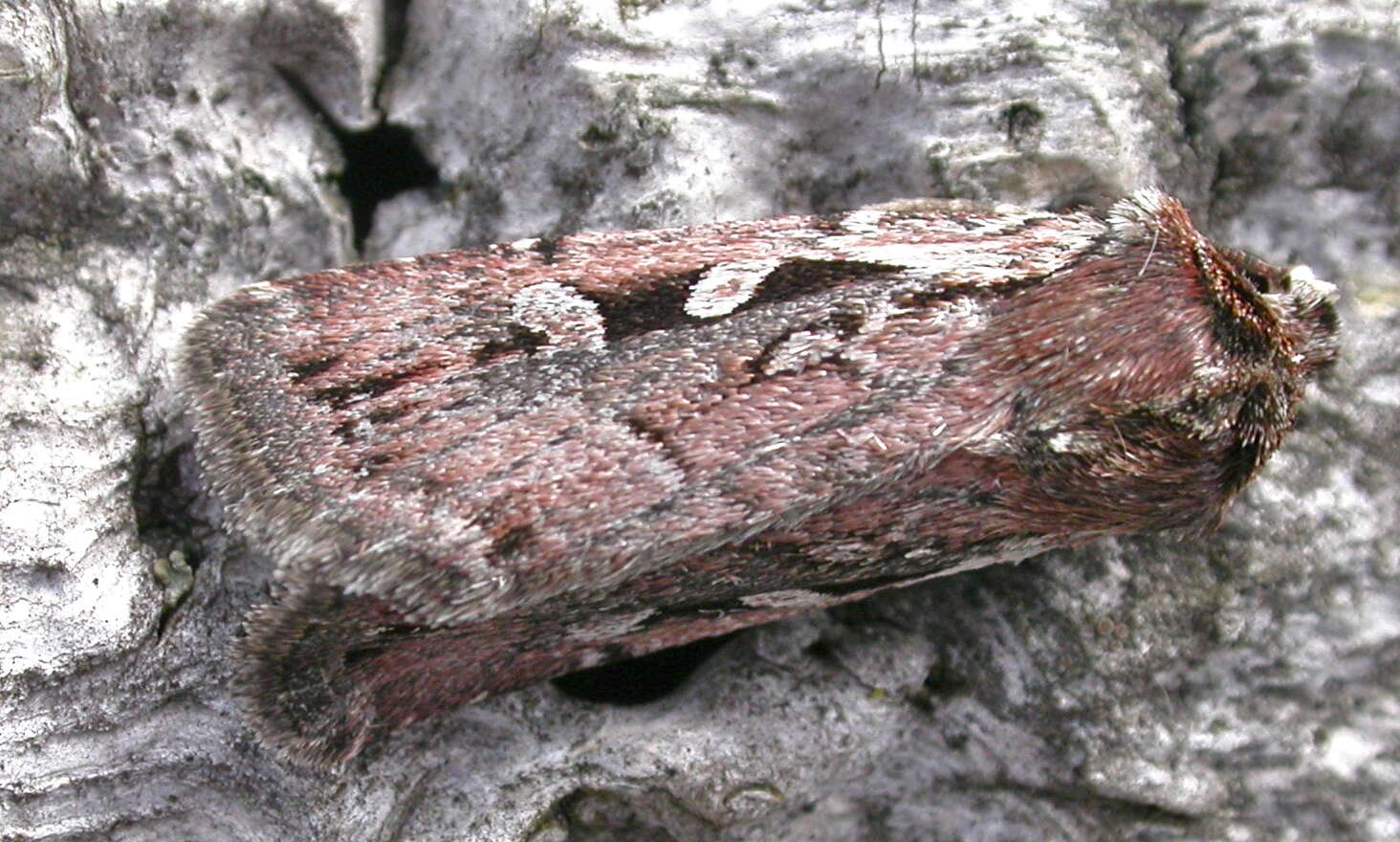 Image of heath rustic