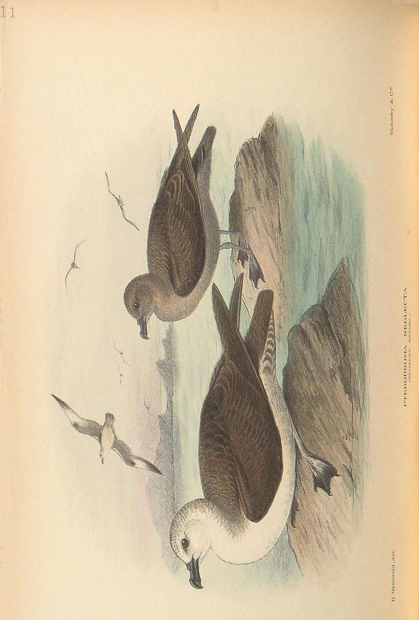 Image of Pterodroma Bonaparte 1856