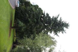 Image of Douglas Fir