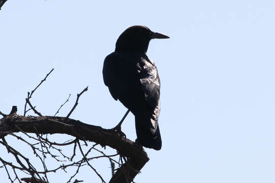 Image of Black Crow