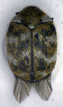 Image of Furniture Carpet Beetle