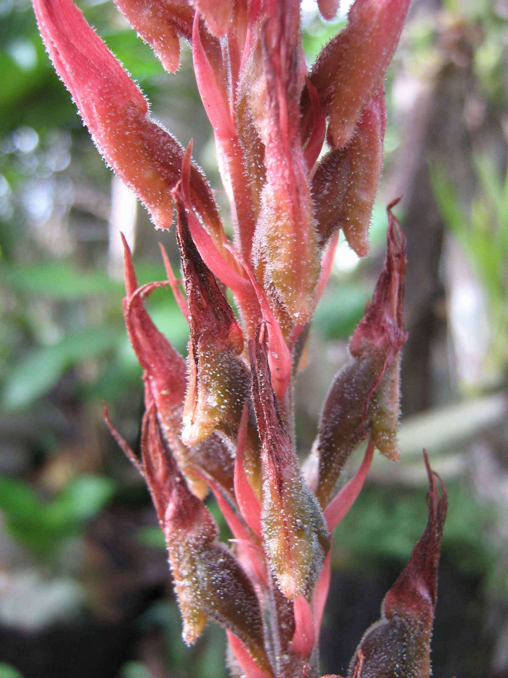 Imagem de Sacoila lanceolata