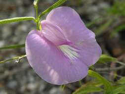 Image of butterfly pea