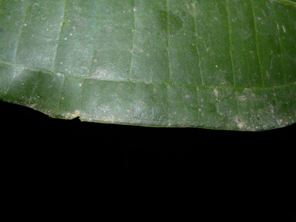 Image of Miconia hondurensis Donn. Sm.