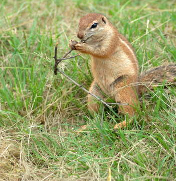 Image of Citellus undulatus