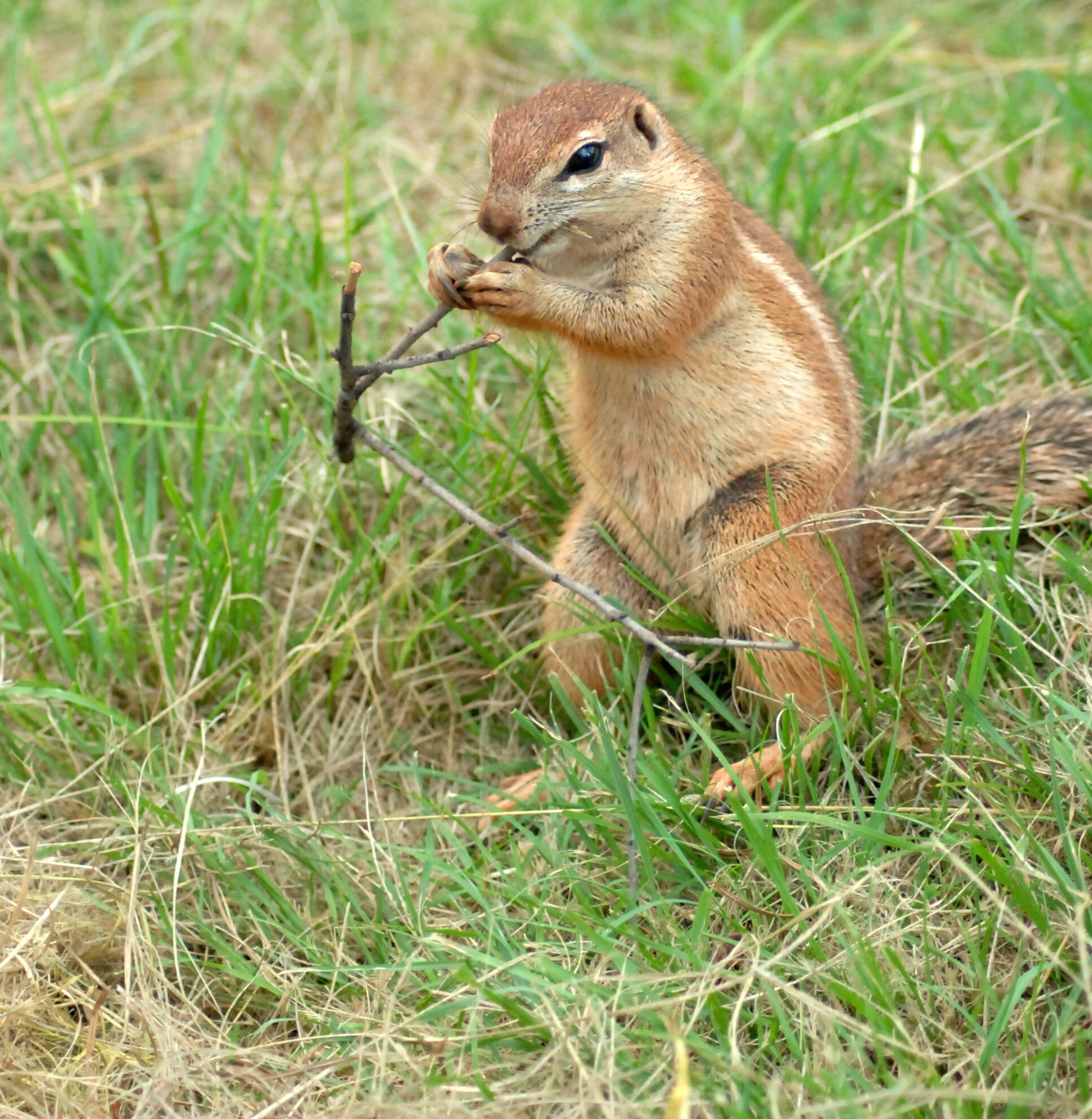 Image of Citellus undulatus