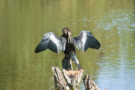 Image de Anhinga d'Amérique