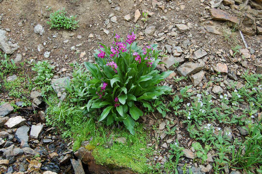 Primula parryi A. Gray resmi