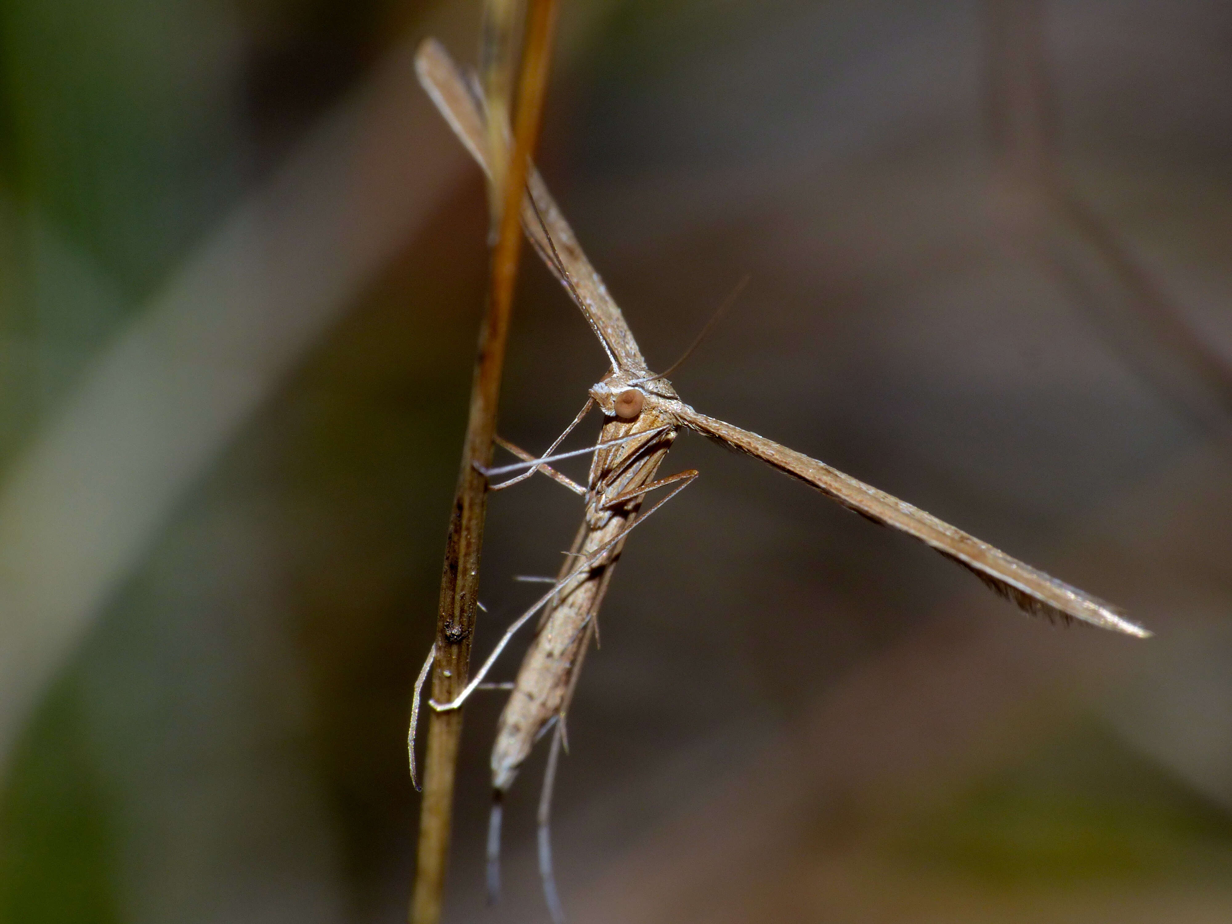 Image de Stenoptilia pterodactyla (Linnaeus 1761)